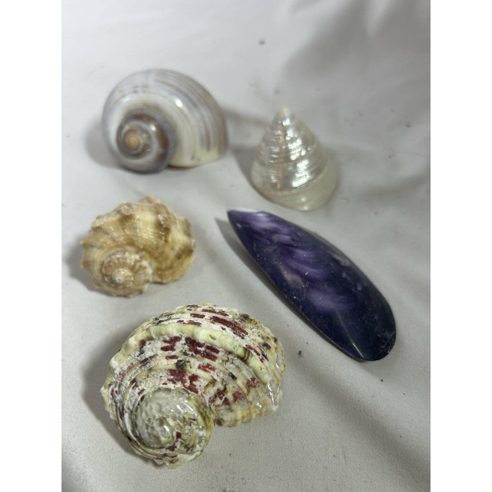 Seashell Lot of 5 Conch Snail Purple Shell Ocean Sea Nautical Decor Home Beach